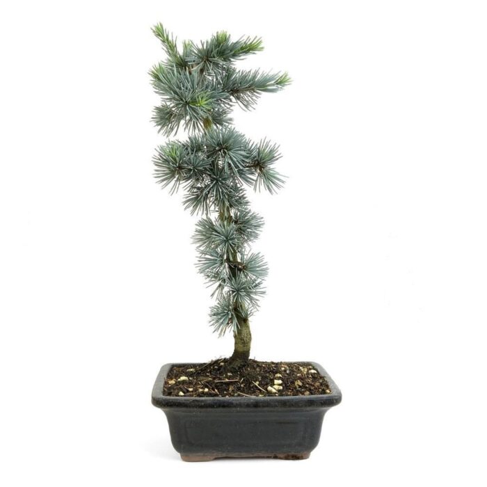 Blue Atlas Cedar Bonsai