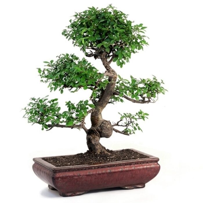 Grand Chinese Elm Bonsai