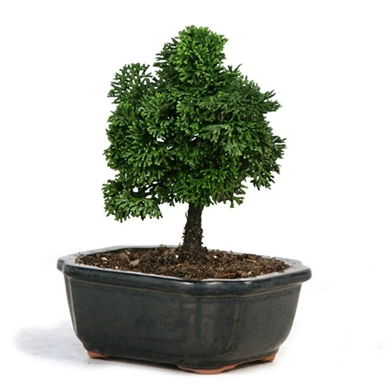 dwarf hinoki cypress