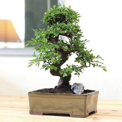 chinese elm tree for sale