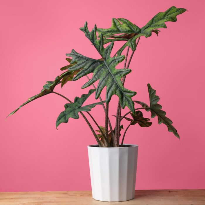 alocasia jacklyn