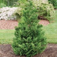 chamaecyparis false cypress