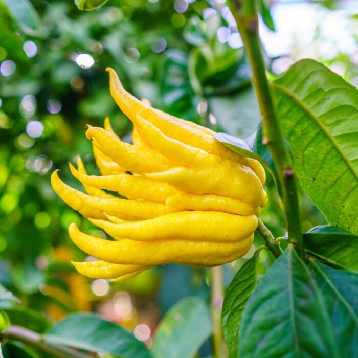 buddhas hand citrus tree