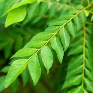 curry leaf plant