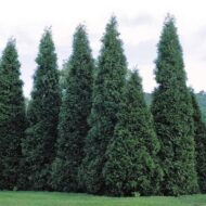 green giant arborvitae thuja