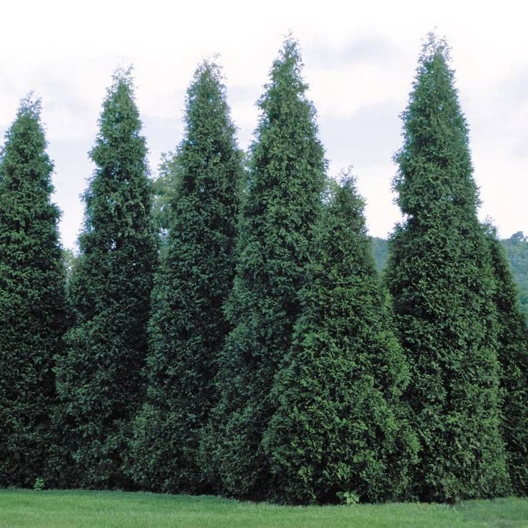 green giant arborvitae thuja