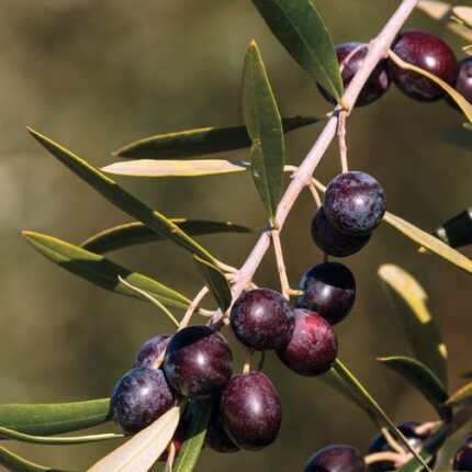 arbequina olive tree