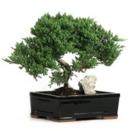 Large Rock Juniper