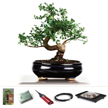 Chinese Elm Starter Kit