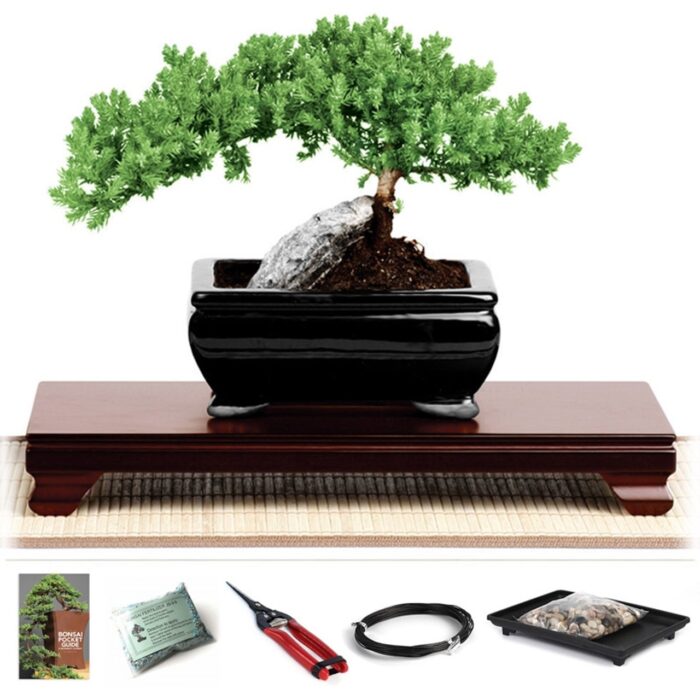 rock juniper bonsai tree