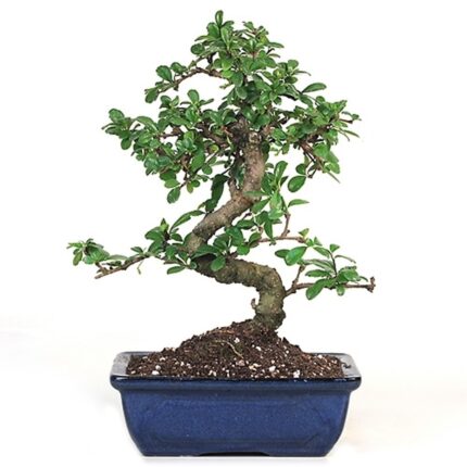 flowering bonsai trees