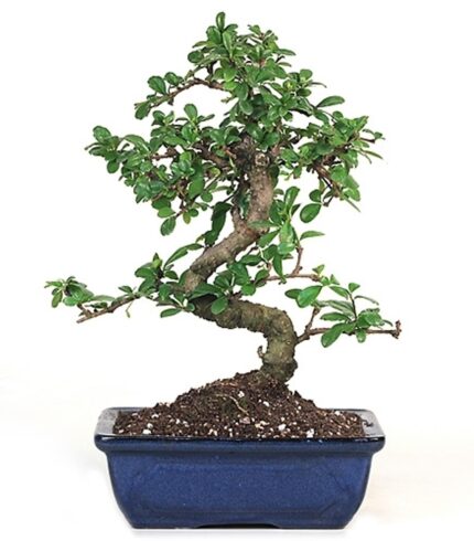 flowering bonsai trees