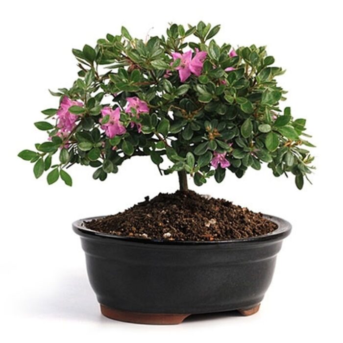 Azalea Purple Blossom