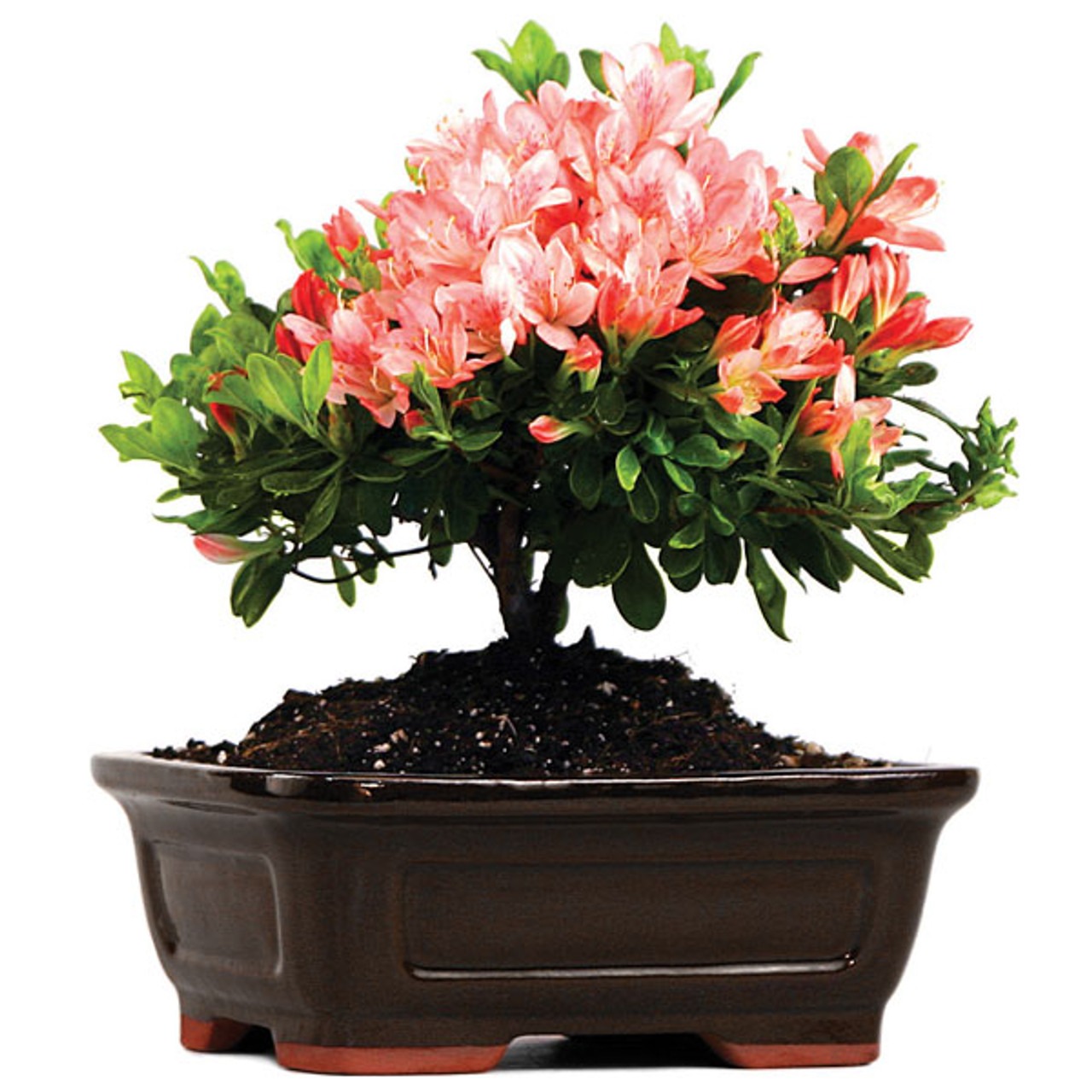 azaleas plants