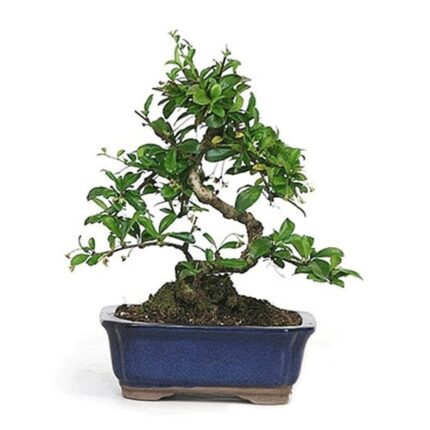 Miniature Flowering Tea Tree