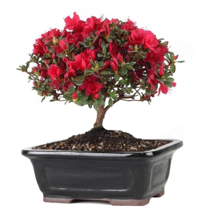 Azalea Red Blossom