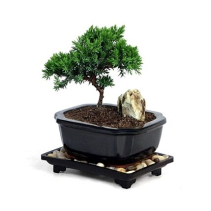 Miniature Young Juniper