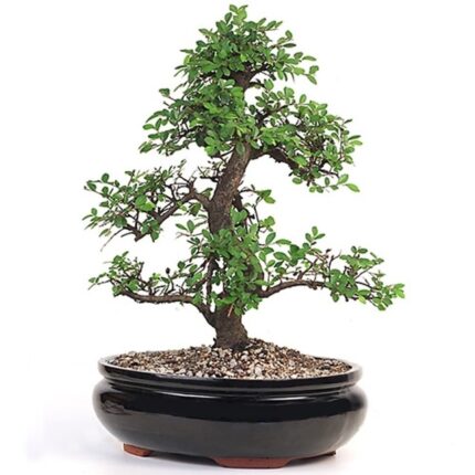 Large Chinese Elm Bonsai