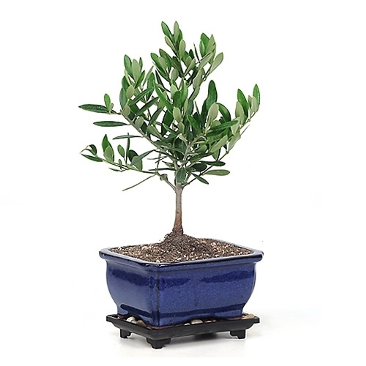 Miniature Little Ollie Olive Bonsai