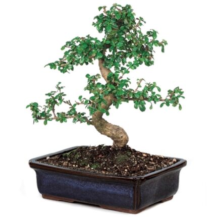 fukien tea bonsai