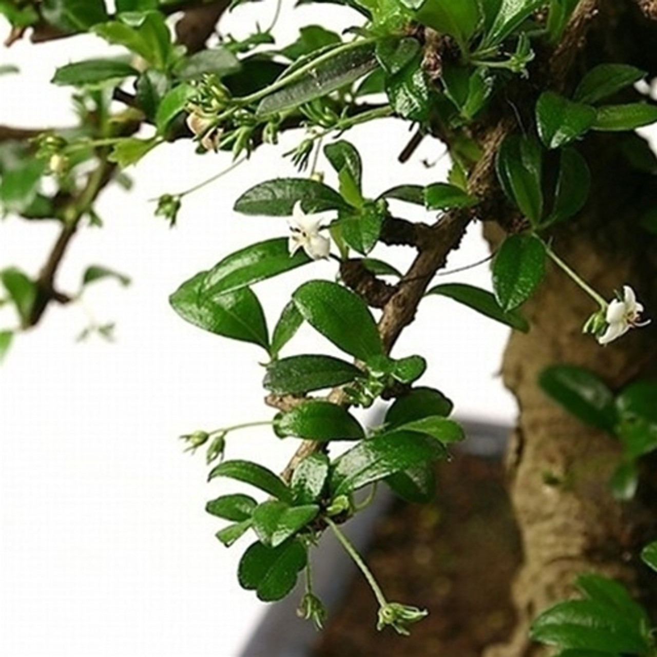 fukien tea bonsai