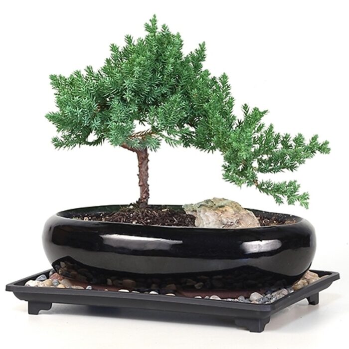 Medium Rock Juniper