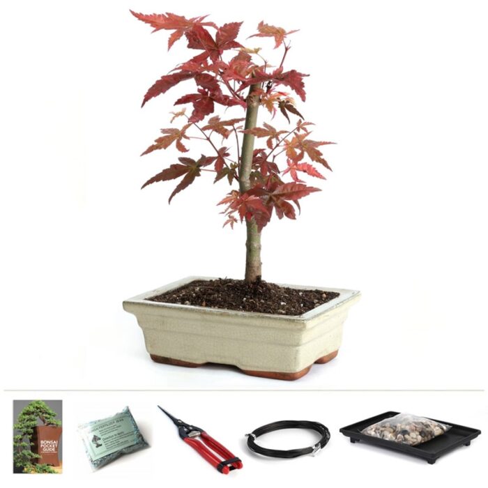 Japanese Red Maple Bonsai