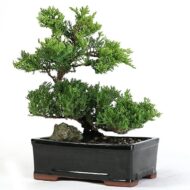 Large Trained Rock Juniper