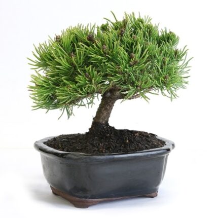 Miniature Mugo Pine Bonsai