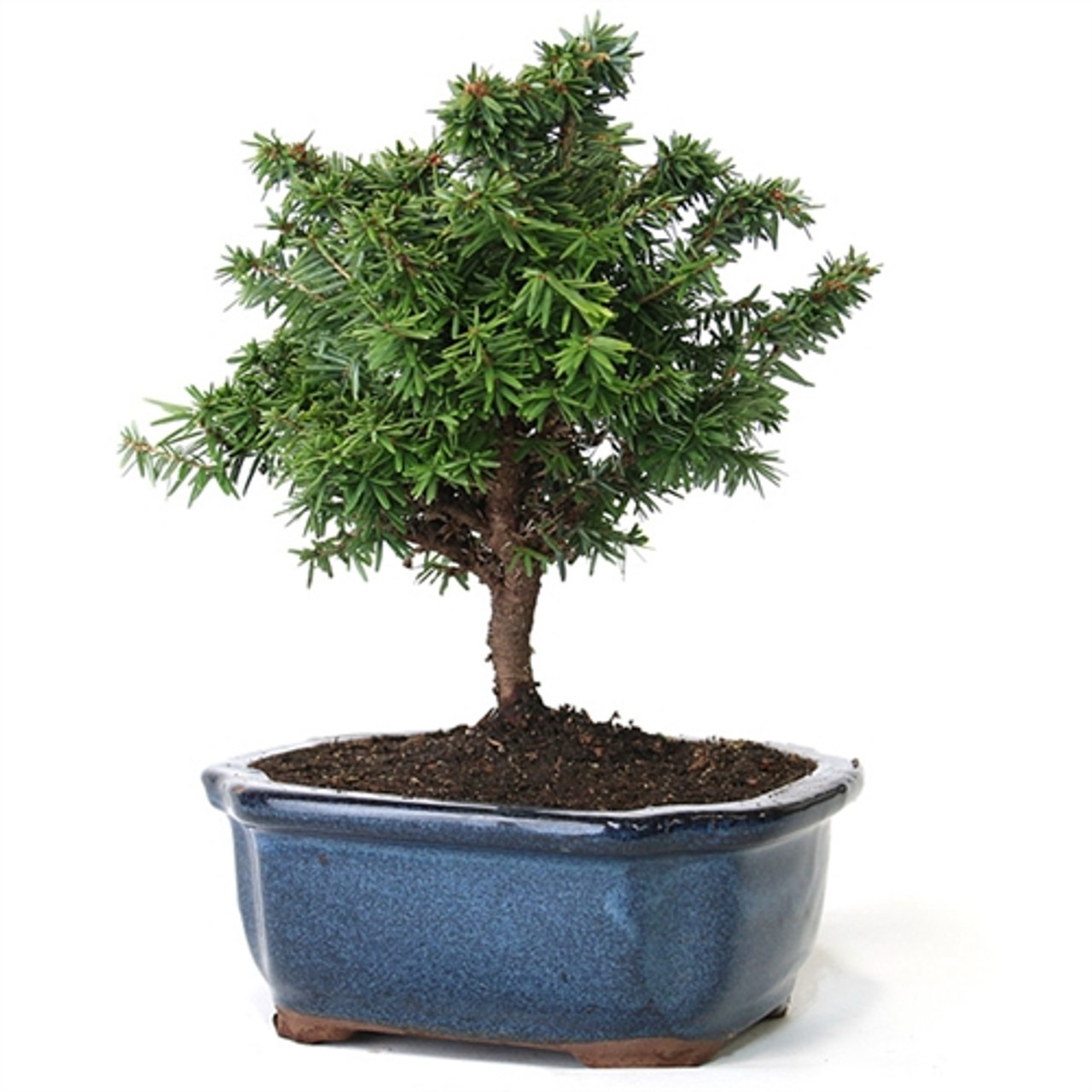 Hemlock Bonsai