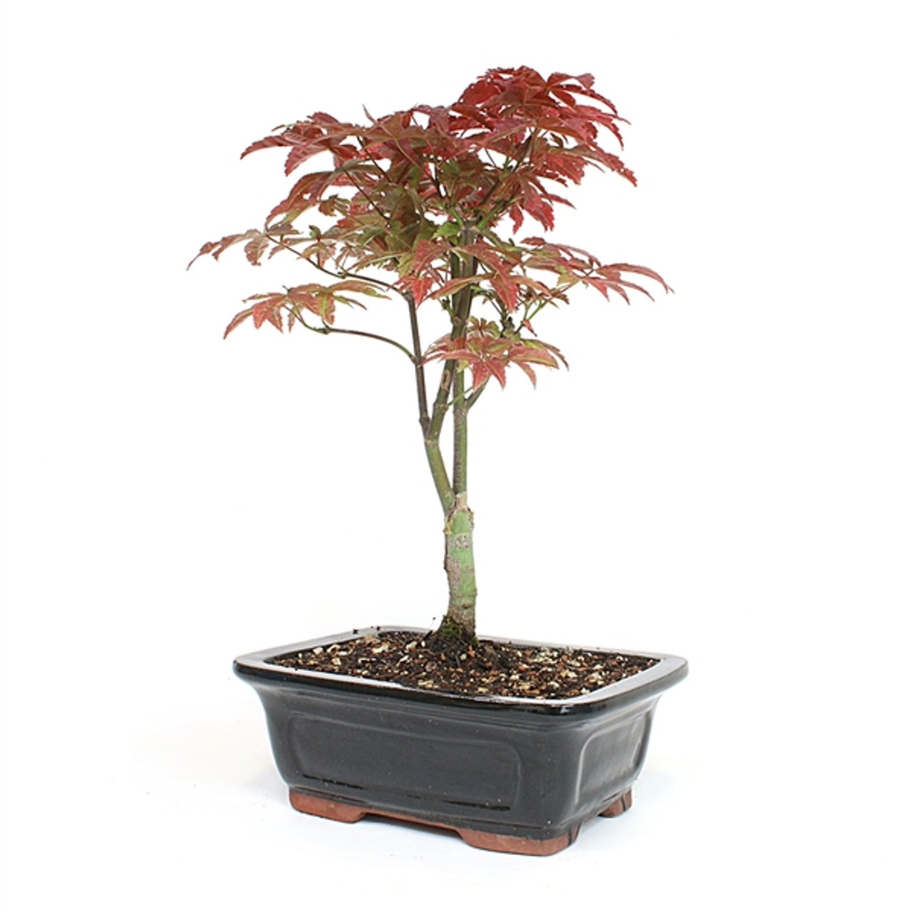 japanese red maple