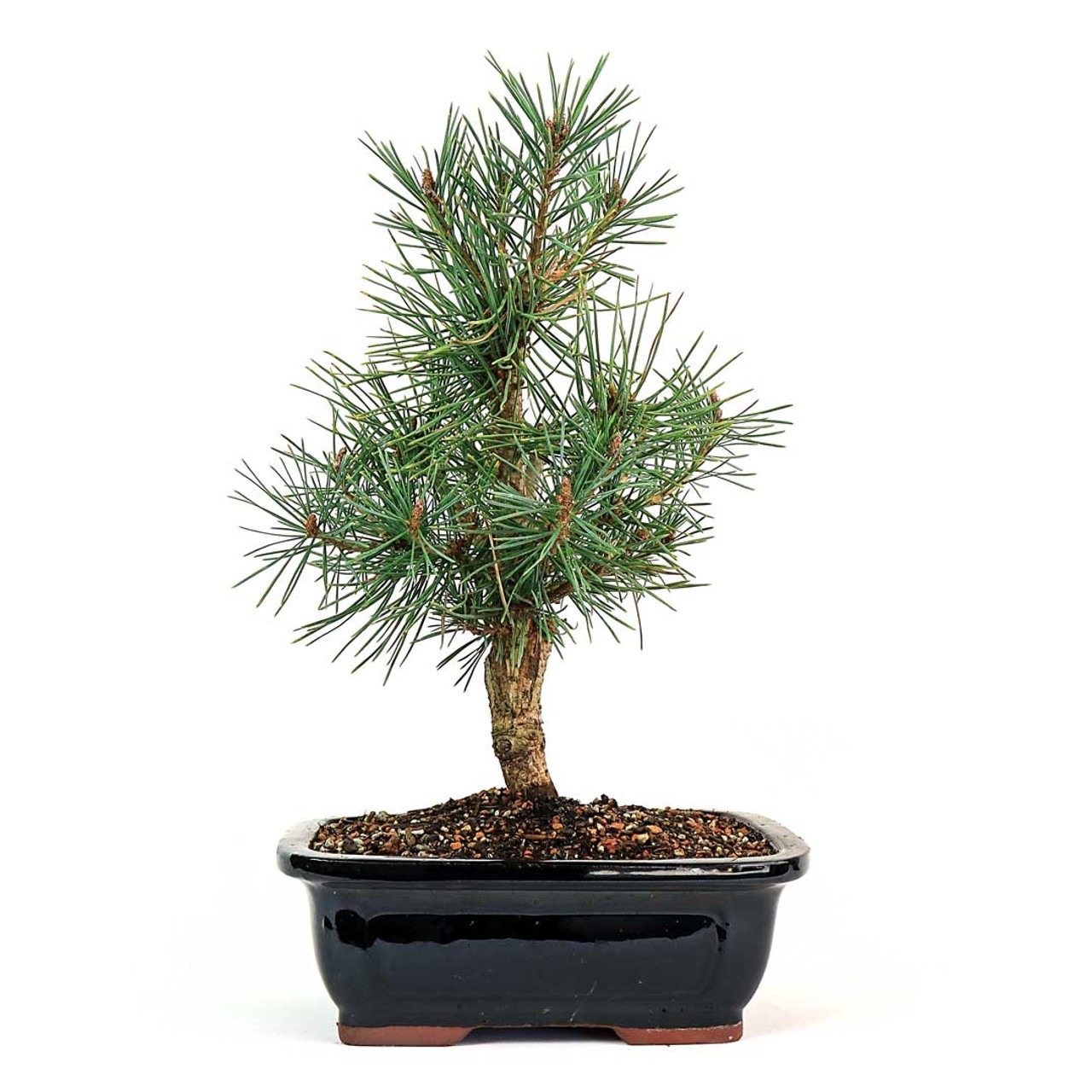 Scots Pine Bonsai