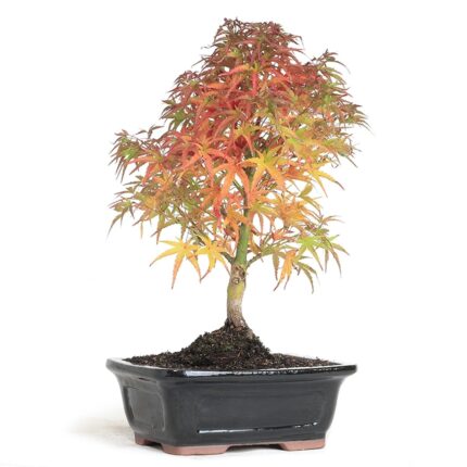 dwarf japanese maple