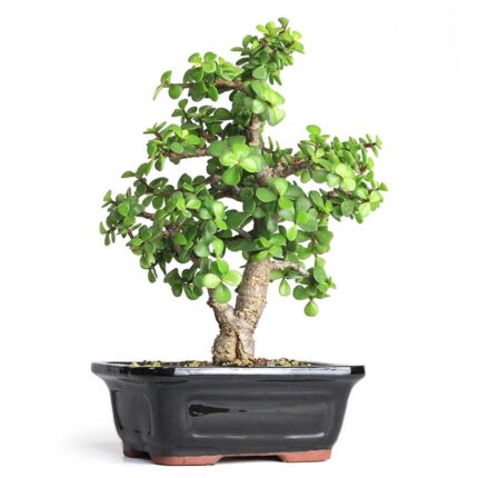 Cork Bark Jade Bonsai Portulacaria afra Frank