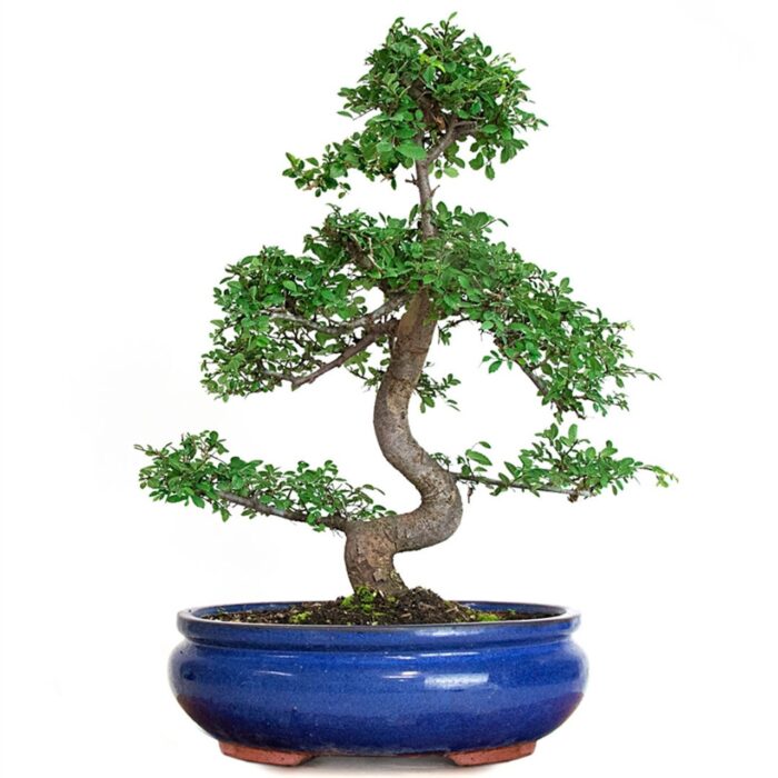 Showcase Chinese Elm Bonsai