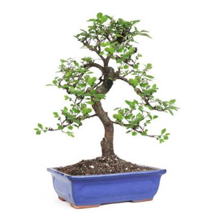 Medium Chinese Elm - 8"