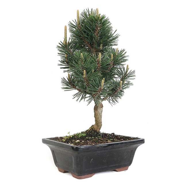 black pine bonsai