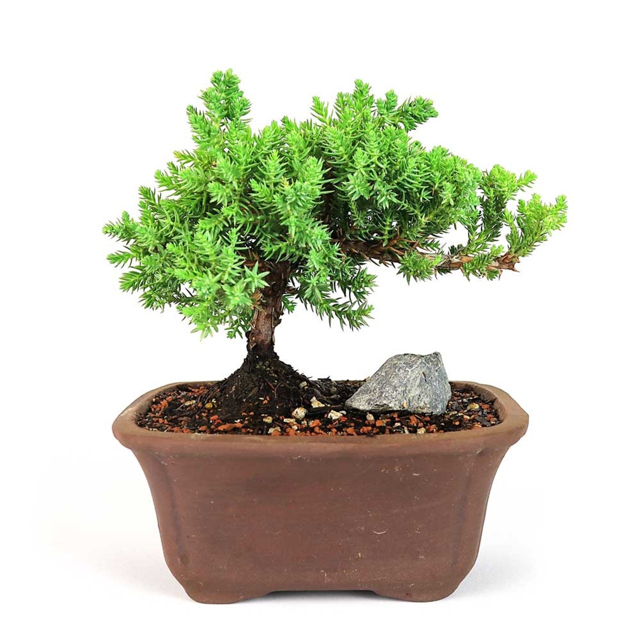 Traditional Juniper