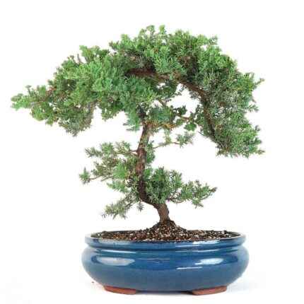 juniper bonsai