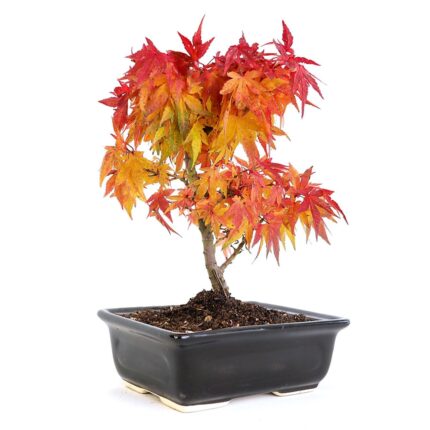 mikawa yatsubusa japanese maple