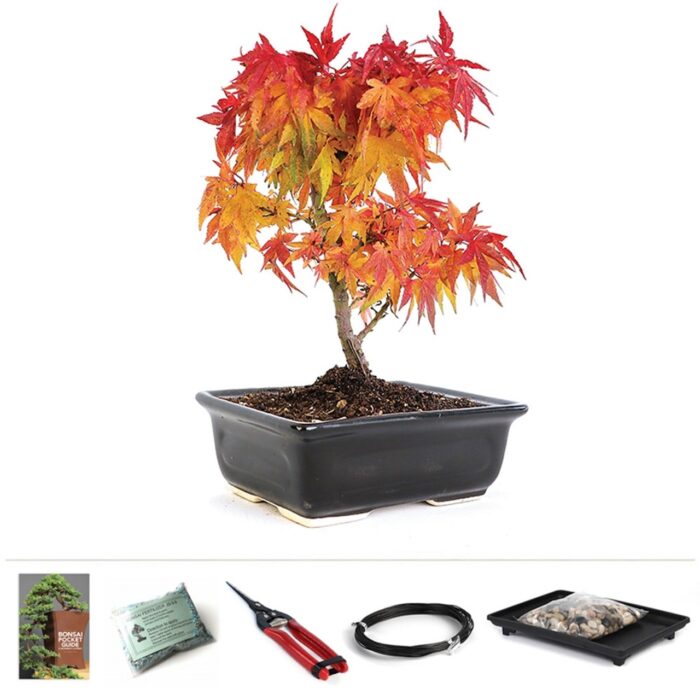 Miniature Mikawa Yatsubusa Maple Bonsai