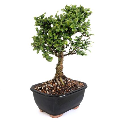 Hokkaido Dwarf Chinese Elm