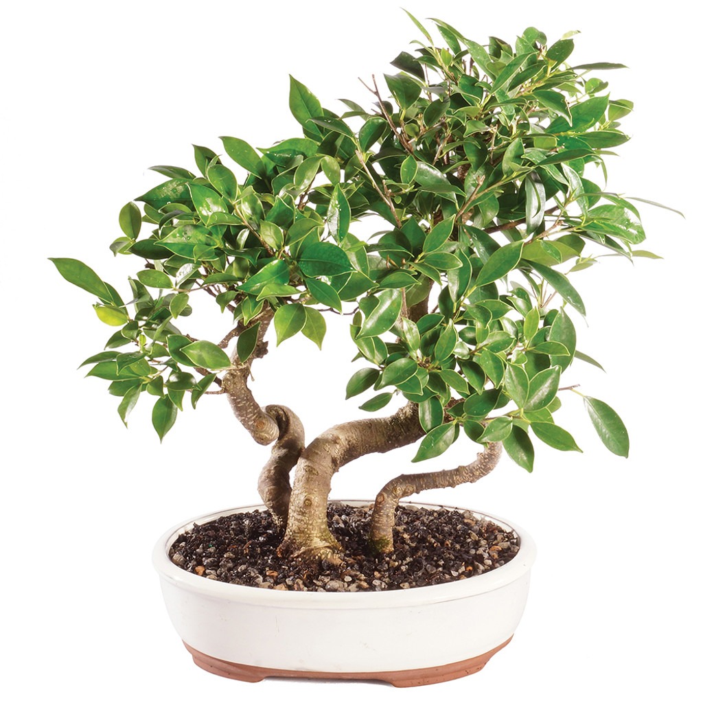 Golden Gate Ficus Grove