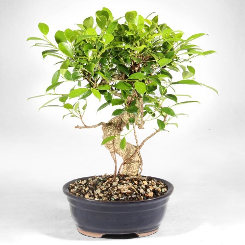 golden gate ficus bonsai