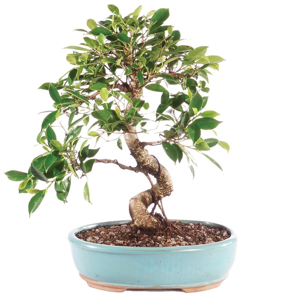 golden gate ficus bonsai