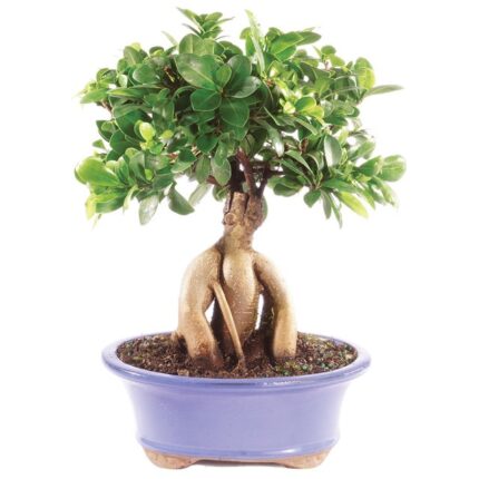 ficus ginseng bonsai