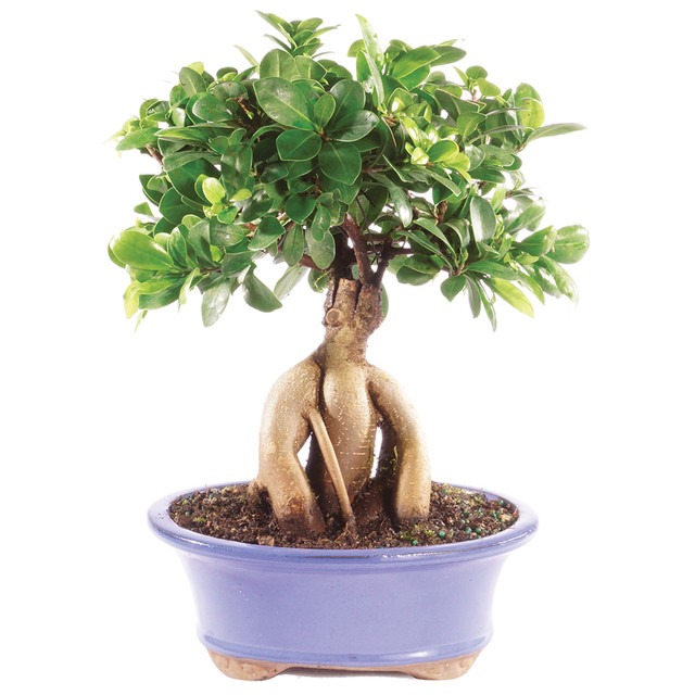 ficus ginseng bonsai