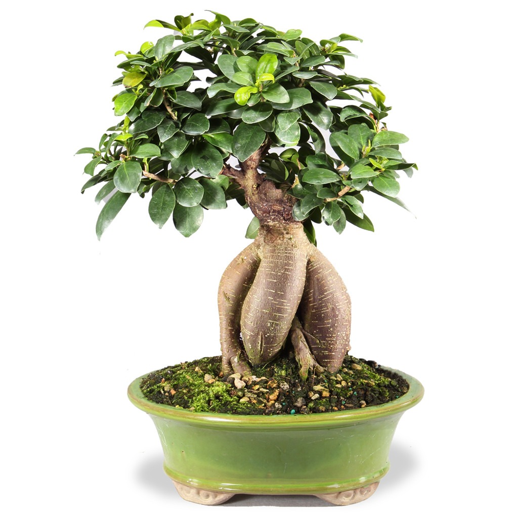 ficus ginseng bonsai