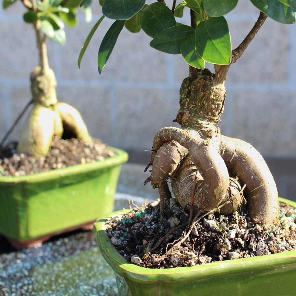 ficus ginseng