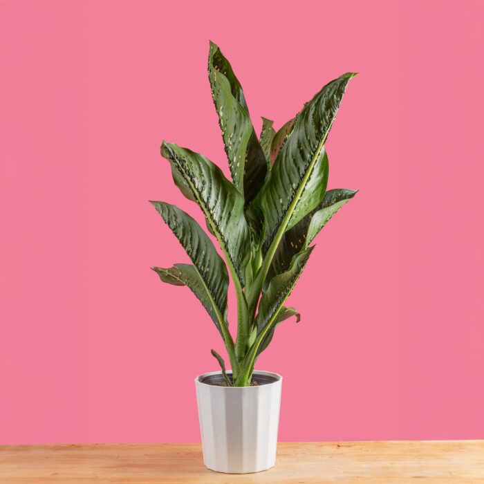 dieffenbachia plant Crocodile